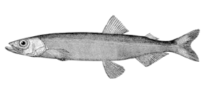 Lodde (Mallotus villosus)