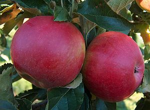 Äpfel der Sorte 'Idared' am Baum