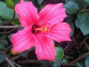 Malvales - Hibiscus fragilis 1.jpg