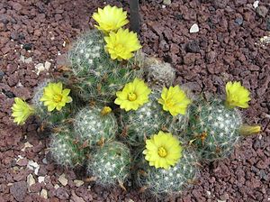 Mammillaria baumii