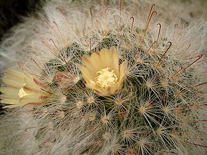 Mammillaria bocasana