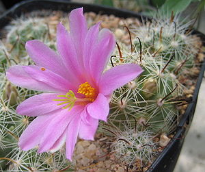 Mammillaria boolii 02.jpg