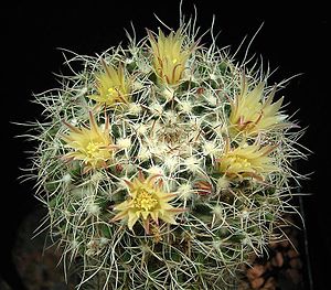 Mammillaria karwinskiana ssp nejapensis4 ies.jpg