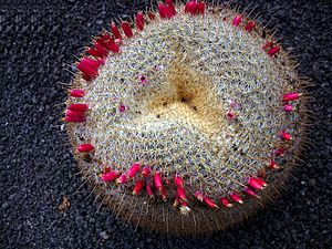 Mammillaria muehlenpfordtii