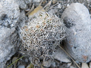 Mammillaria napina (5736667026).jpg