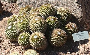 Mammillaria polythele - Desert Botanical Garden.jpg