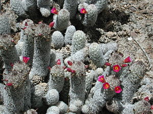 Mammillaria sphacelata subsp. viperina