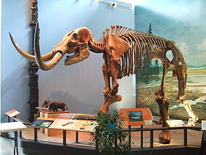 Skelettrekonstruktion eines Mastodons
