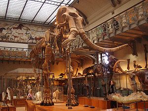 Skelett eines Mammuthus meridionalis, Muséum national d’histoire naturelle, Paris.