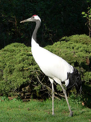 Mandschurenkranich (Grus japonensis)