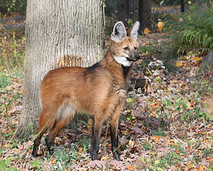 Ein Mähnenwolf