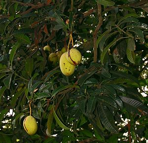Mangobaum (Mangifera foetida)