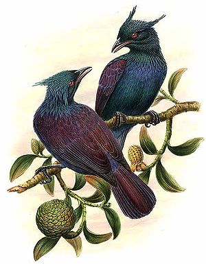 Trompeter-Paradiesvogel (Manucodia keraudrenii)