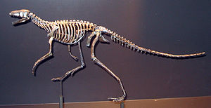 Skelett von Marasuchus