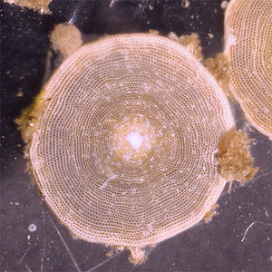Marginopora sp., (Soritidae)