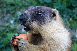 Marmota sibirica - (Russia, Mongolia) - Rochers-de-Naye, Switzerland, 2009.JPG