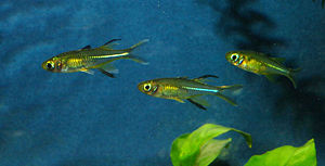 Celebes-Ährenfisch (Marosatherina ladigesi)