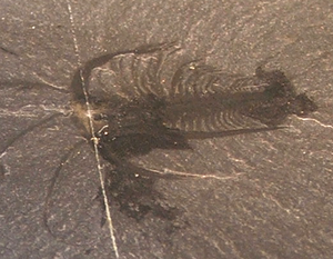 Fossil von Marrella