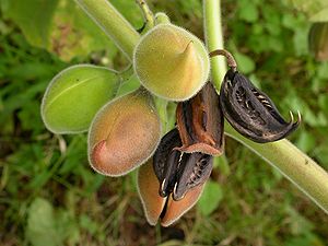 Einjähriges Gemsenhorn (Martynia annua), Früchte mit den typischen Haken.