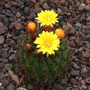 Matucana aureiflora P1050.JPG