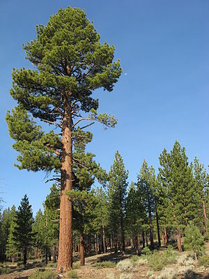 Jeffreys Kiefer (Pinus jeffreyi)