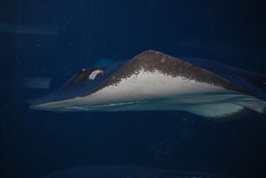 Maui stingray.jpg