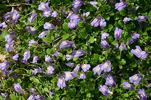 Lippenmäulchen (Mazus reptans)