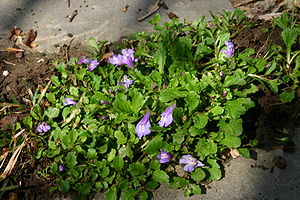 Lippenmäulchen (Mazus reptans)