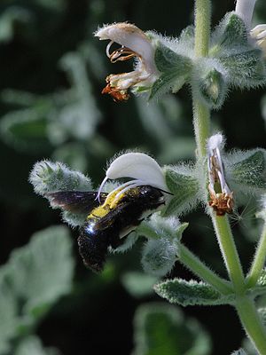 Megachile on Salvia 1.jpg