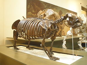 Skelett von Megalocnus rodensAmerican Museum of Natural History,