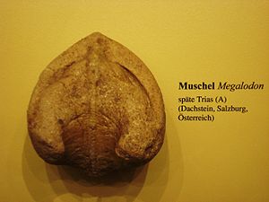 Megalodon aus der Trias, ausgestellt im Münchner Museum Mensch und Natur