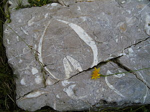 „Kuhtritt“ auf dem Fundamentstein einer ehemaligen Almhütte an der Lainl-Alm bei Jachenau in den bayerischen Voralpen