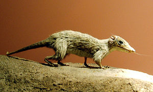 Modell von Megazostrodon im Natural History Museum in London.
