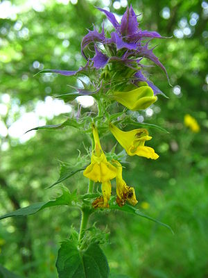 Hain-Wachtelweizen (Melampyrum nemorosum)