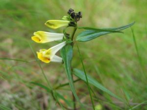 Wiesen-Wachtelweizen (Melampyrum pratense)