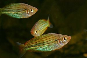 Sechslinien-Regenbogenfisch (Melanotaenia sexlineata)