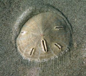 Sanddollar (Mellita longifissa)