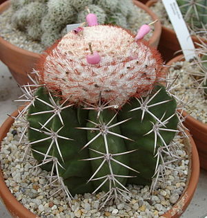 Melocactus violaceus in Kultur