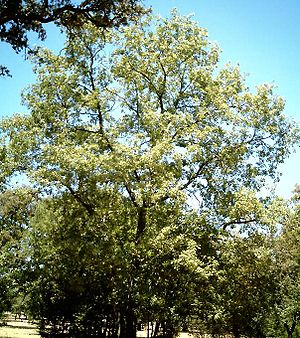 Pyrenäen-Eiche (Quercus pyrenaica)