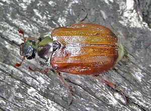 Melolontha pectoralis, Weibchen