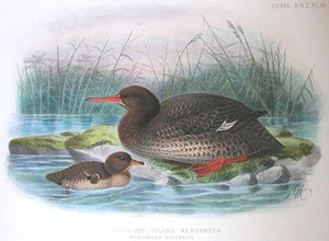 Aucklandsäger (Mergus australis) Illustration John Gerrard Keulemans, aus A History of the Birds of New Zealand, Vol. II, 1888