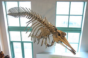 Skelett eines True-Wals