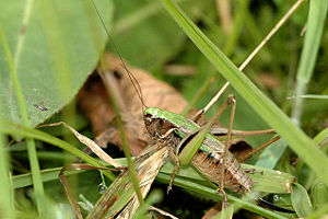 Kurzflügelige Beißschrecke (Metrioptera brachyptera), ♀