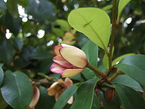 Blühende Magnolia figo