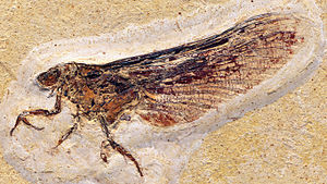 Mickoleitia longimanus, Holotypus, Imago