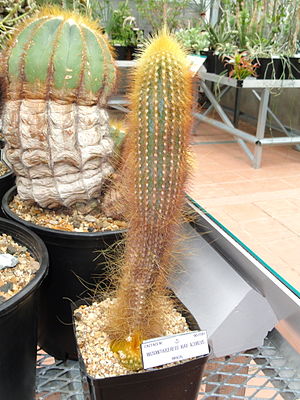 Micranthocereus auriazureus - University of California Botanical Garden - DSC08846.JPG