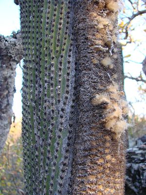 Micranthocereus estevesii 2.jpg