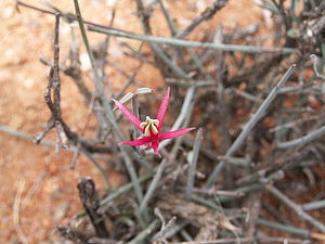 Microloma calycinum, Richtersveld-Nationalpark, Distrikt Namakwa, Nordkap, Südafrika