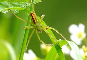 Grüne Huschspinne (Micrommata virescens), Männchen