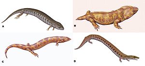 Lebendrekonstruktionen einiger Gattungen: (A) Hyloplesion, (B) Pantylus, (C) Pelodosotis und (D) Rhynchonkos